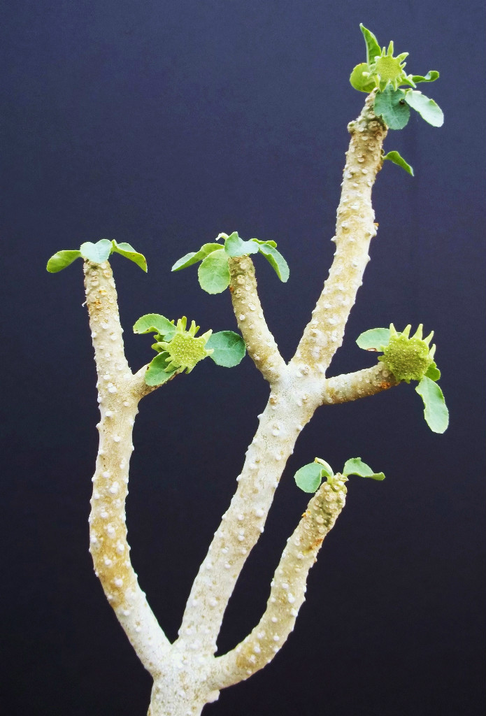 DORSTENIA VARIETY MIX, exotic rare pachycaul cactus caudex bonsai seed 100 SEEDS