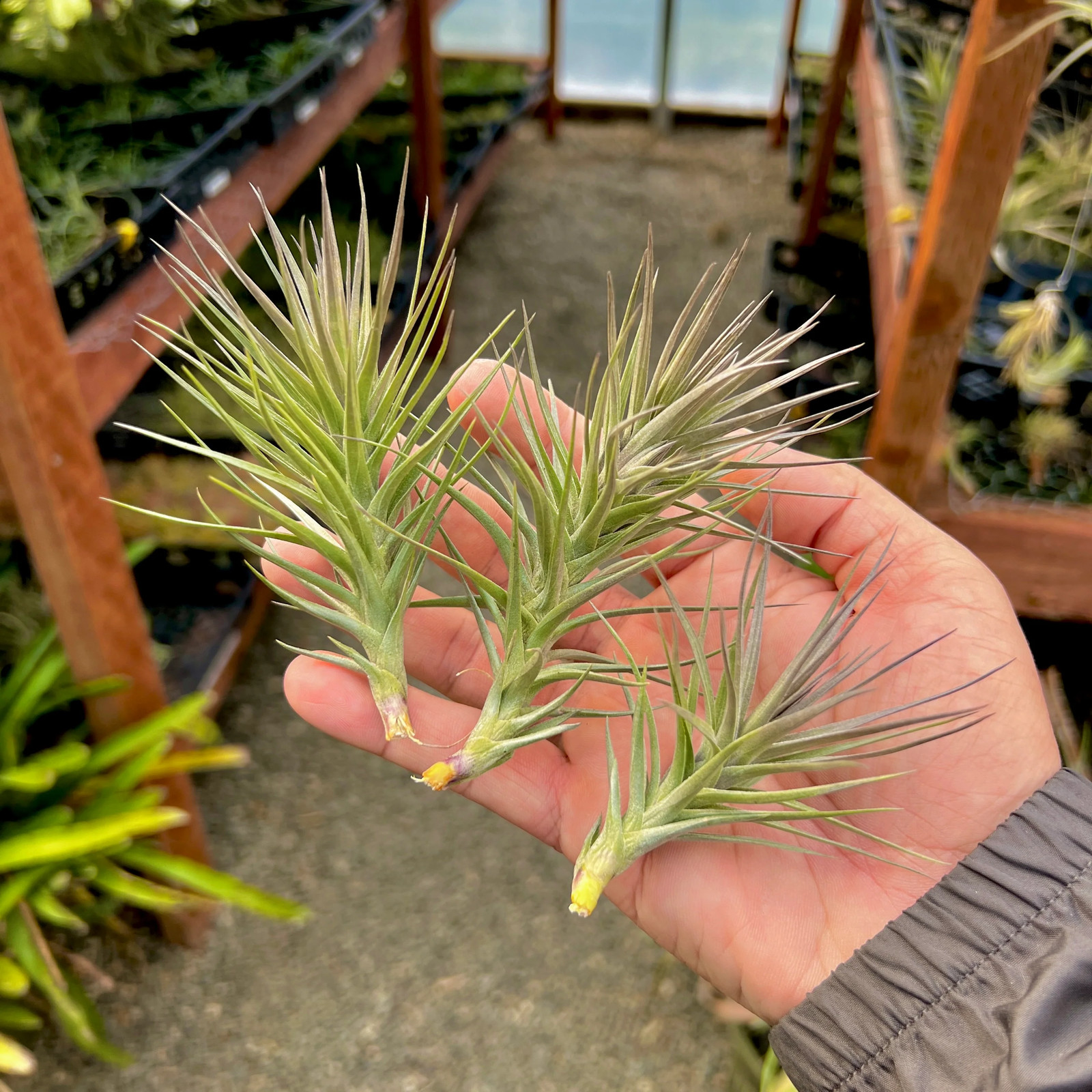 Araujei Purple Star Air Plant (Small Beautiful Form With Natural Purple Color)