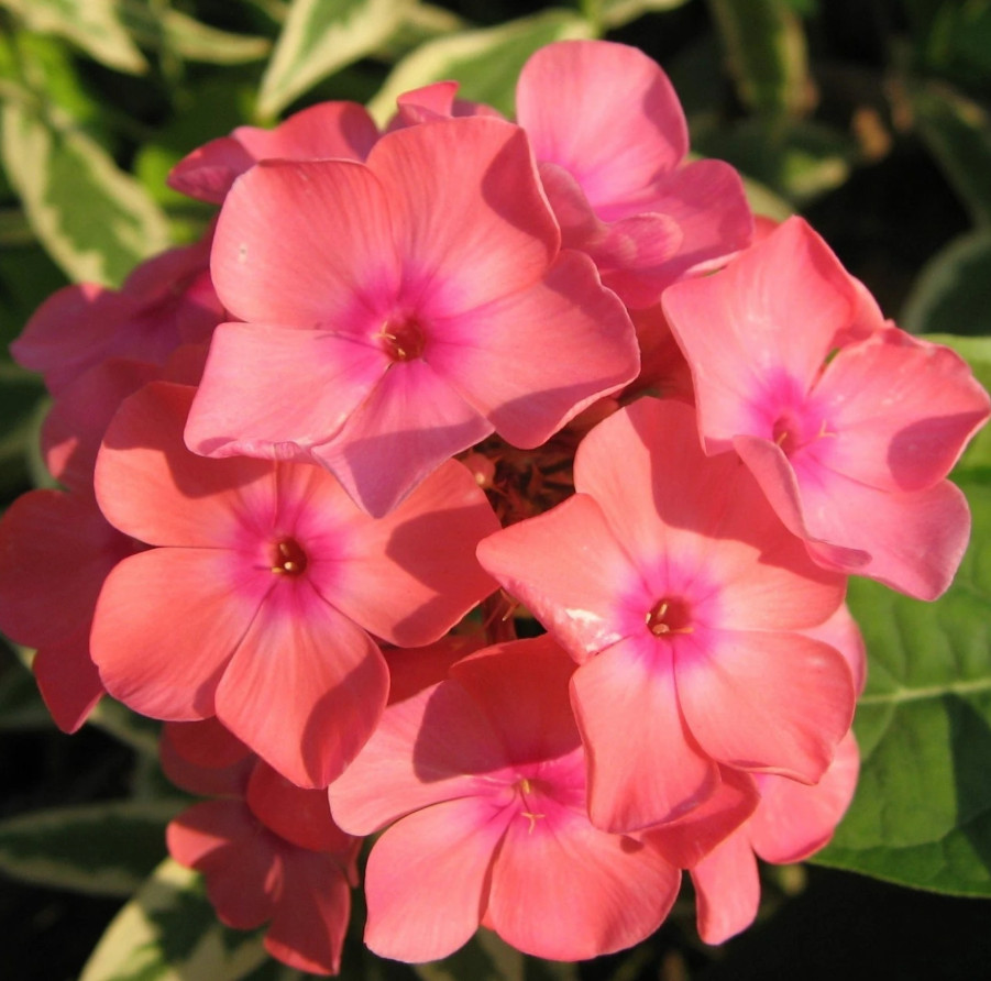 Phlox Sweet Summer Queen Salmon Orange Dark Eye Live Plant Plug – 1–3″ Tall