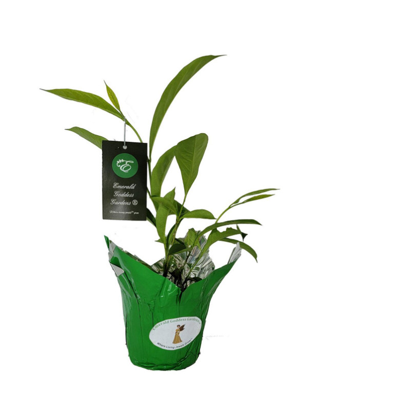 Yesterday Today Tomorrow Brunfelsia Live Plant Purple White Flower 4″ Pot