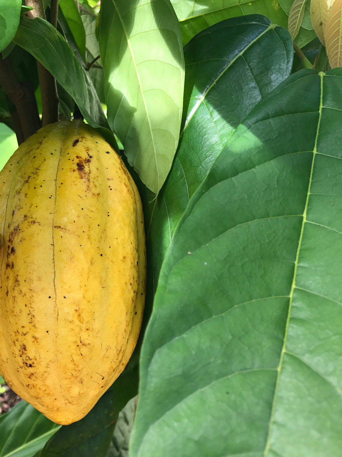 Yellow Theobroma Cacao Cocoa Chocolate Tropical Fruit Tree Potted Plant 8-13″