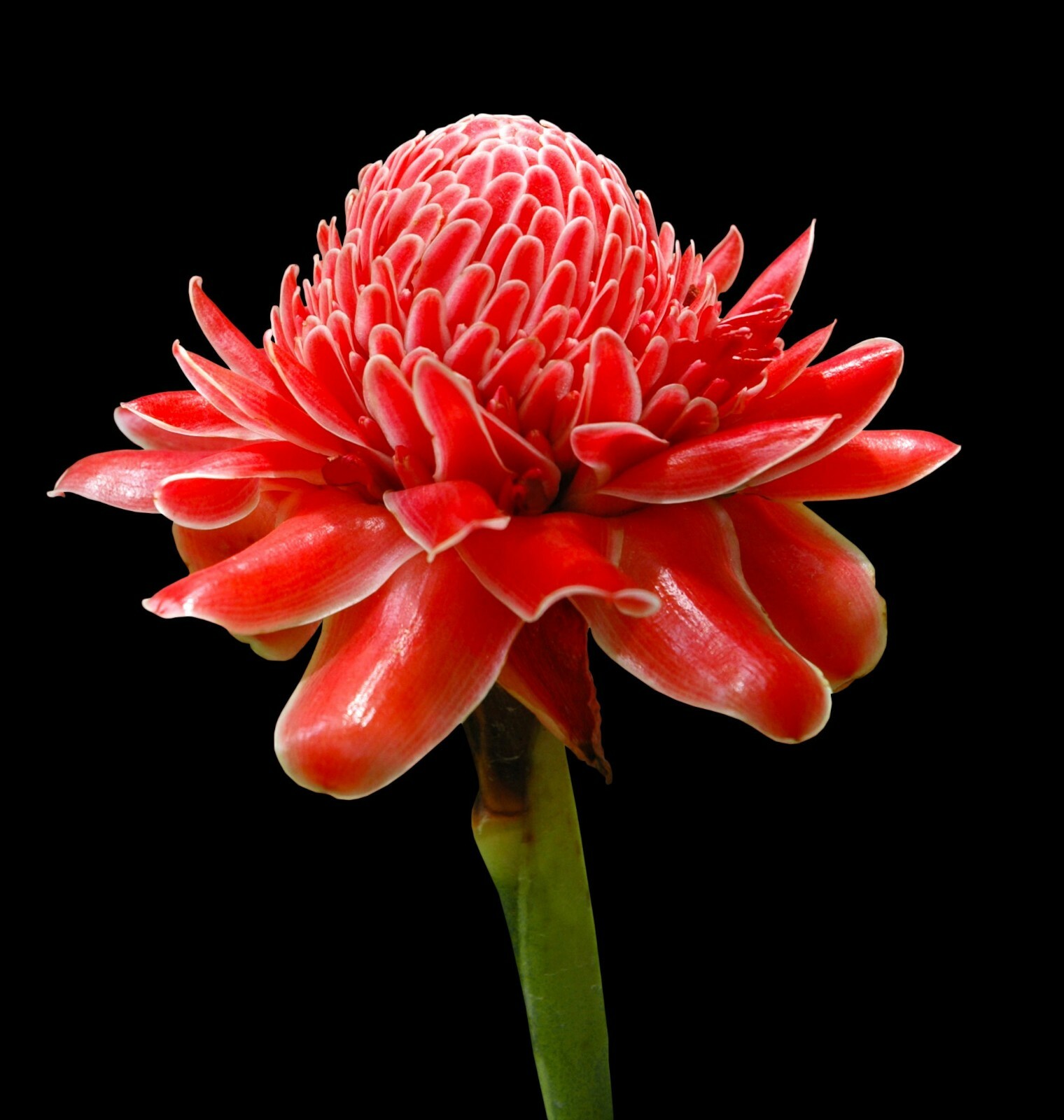 Tropical Seeds -20 Tropical Ginger Seeds- RED Etlingera elatior