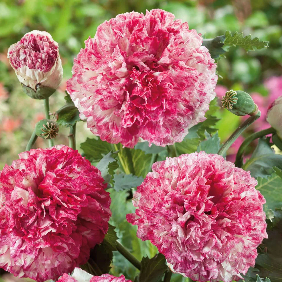 20pc PEONY SEEDS Garden Plant Flower bloom rare exotic USA seller FREE shipping