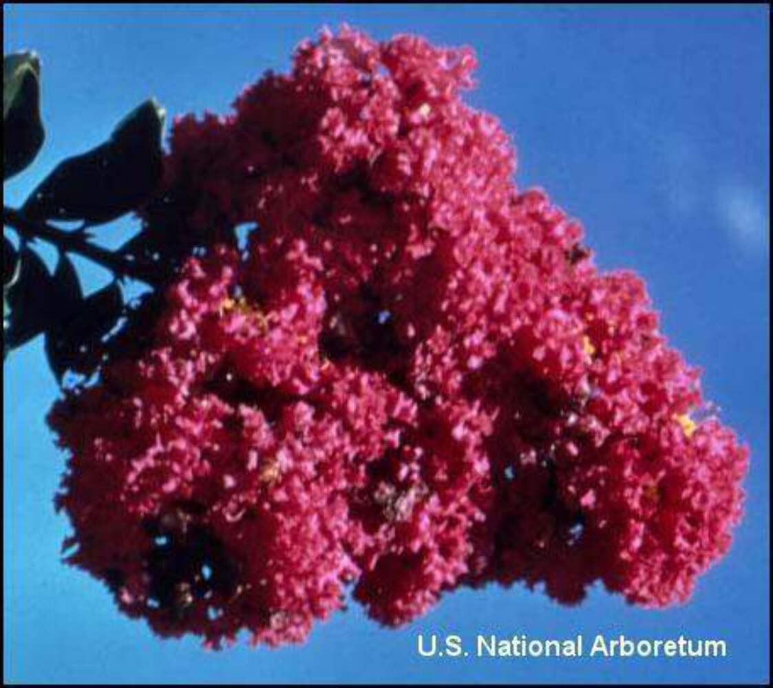 Cherokee Crape Myrtle: Lush Wine-Red Color Perfect for Hedges and Borders