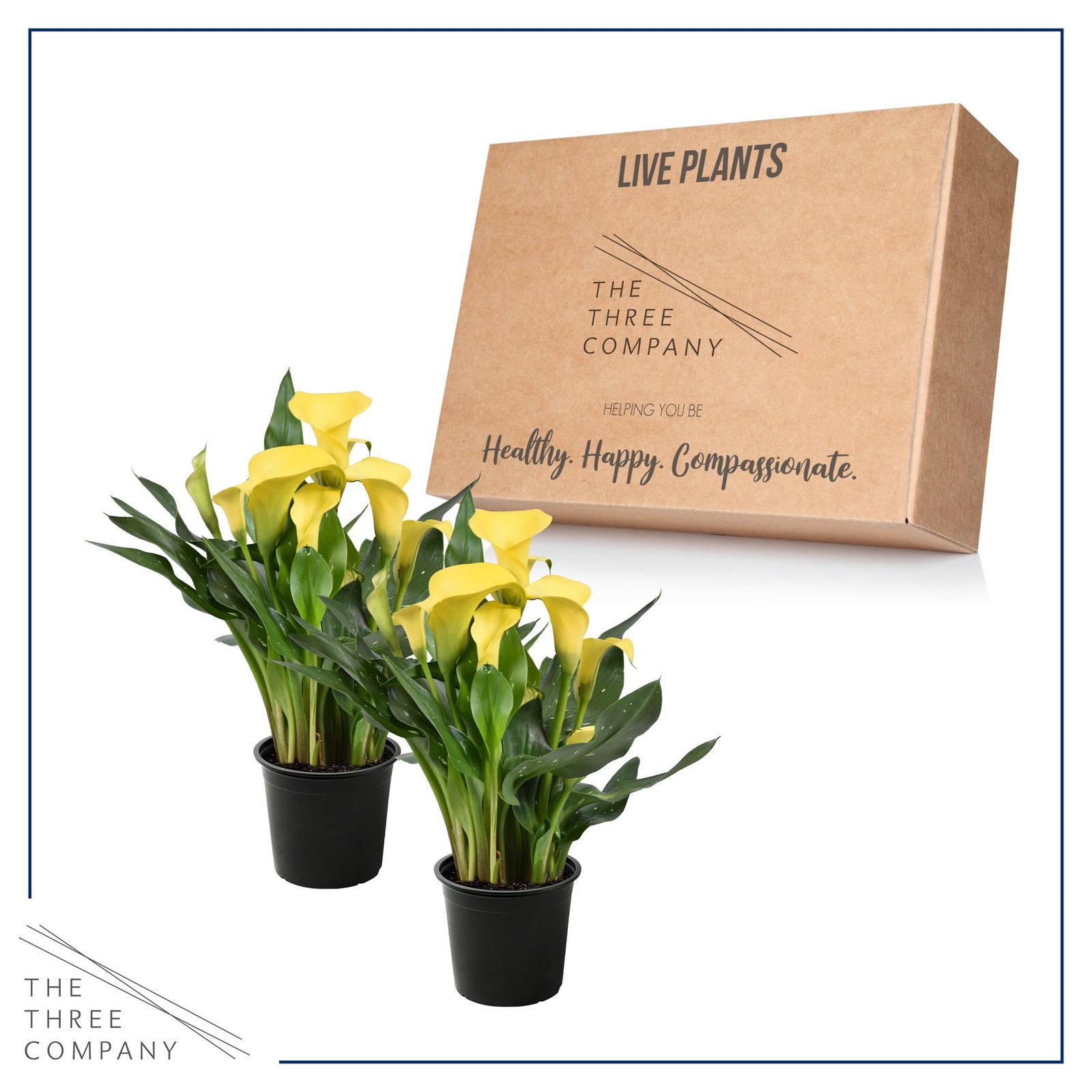 The Three Company Live Flowering Calla Lily 2 Plants Per – 3 – – 12 Tall
