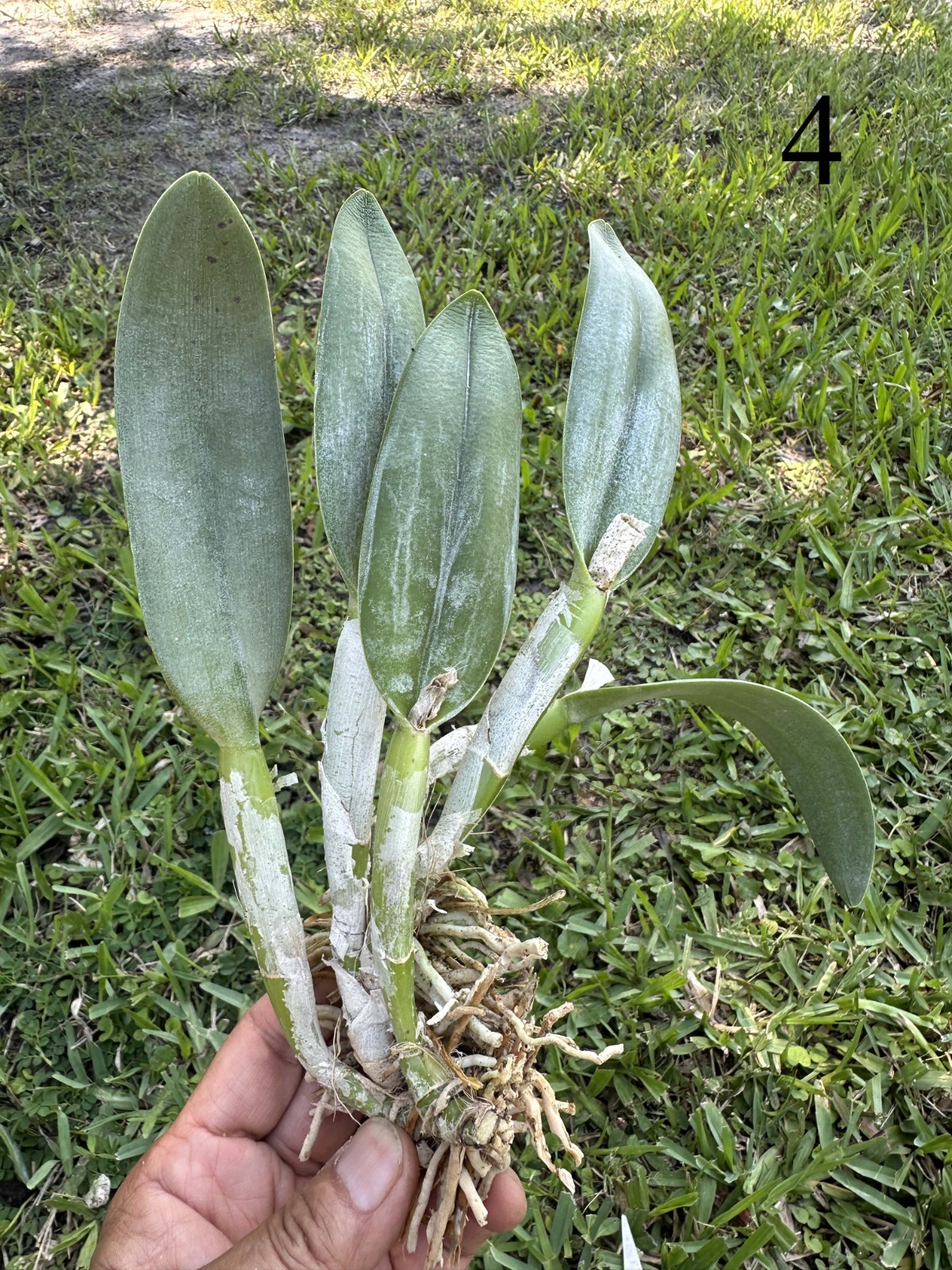 CLASSIC GREEN CATTLEYA PRIMARY ORCHID HYBRID B. Aristocrat – BS bareroot div.