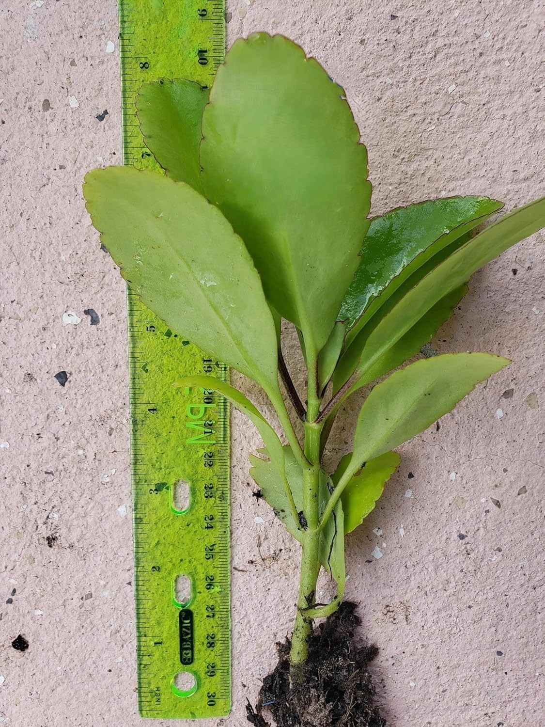 Medicinal Kalanchoe Pinnata, Bryophyllum pinnatum, Leaf of Life, Cathedral Bel