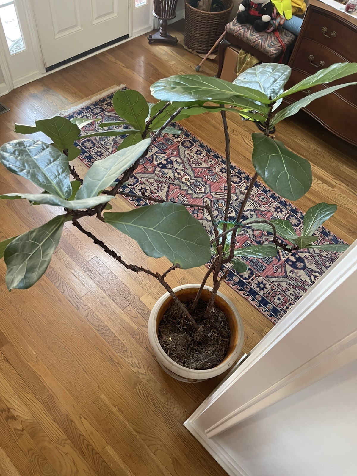 LIVE FIDDLE LEAF FIG TREE WITH POT