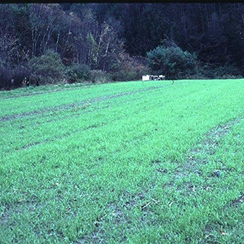 NoTill Winter Rye Seeds 5 Lbs NonGMO Cover Crop for Soil Health