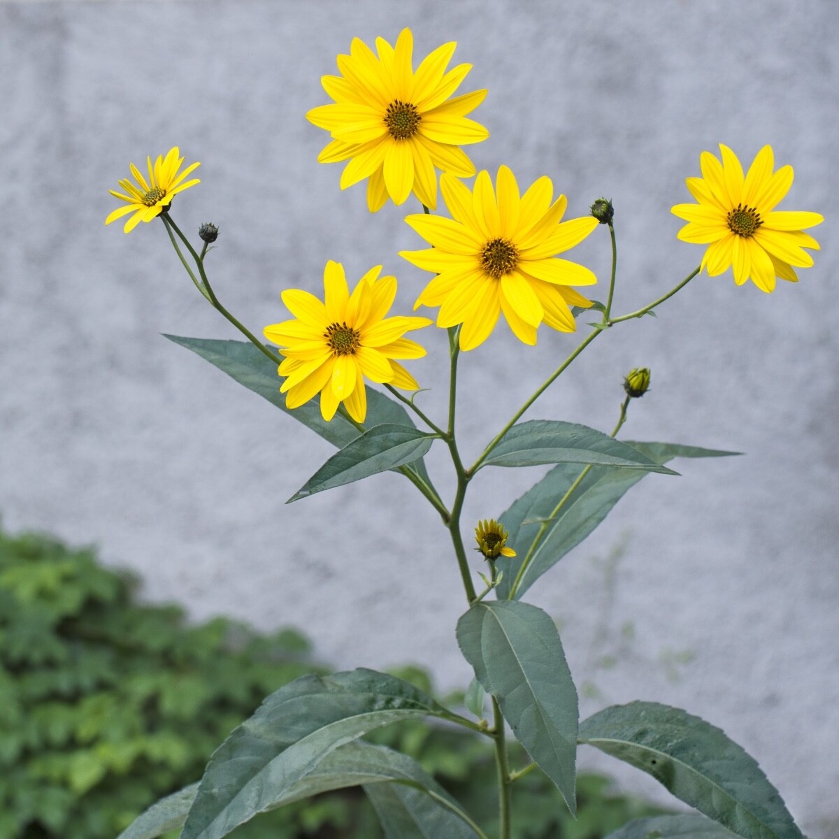 7 Jerusalem Artichoke (Sunchoke) Tubers For Planting. Grown by Greenhouse PCA