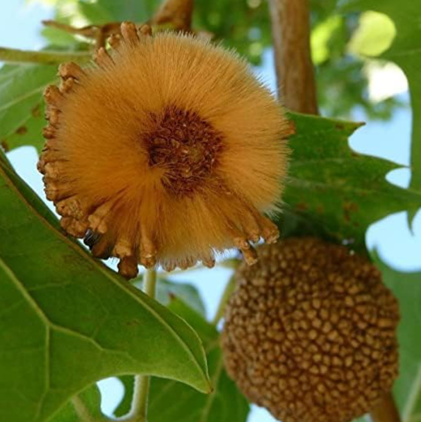 Live American Sycamore Plant (Platanus occidentalis) – Quart Pot (10–12″ Tall)