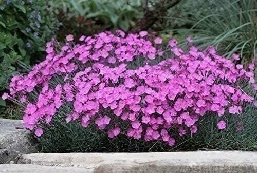 Dianthus Firewitch | 2 Inch | Dianthus gratianopolitanus | Low Maintenance Plant