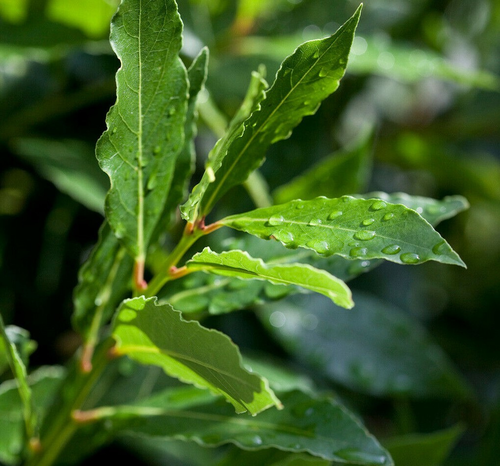 6 Bay Leaf Trees – 3-6″ Tall Live Plants – Sweet Bay Laurel – Laurus nobilis