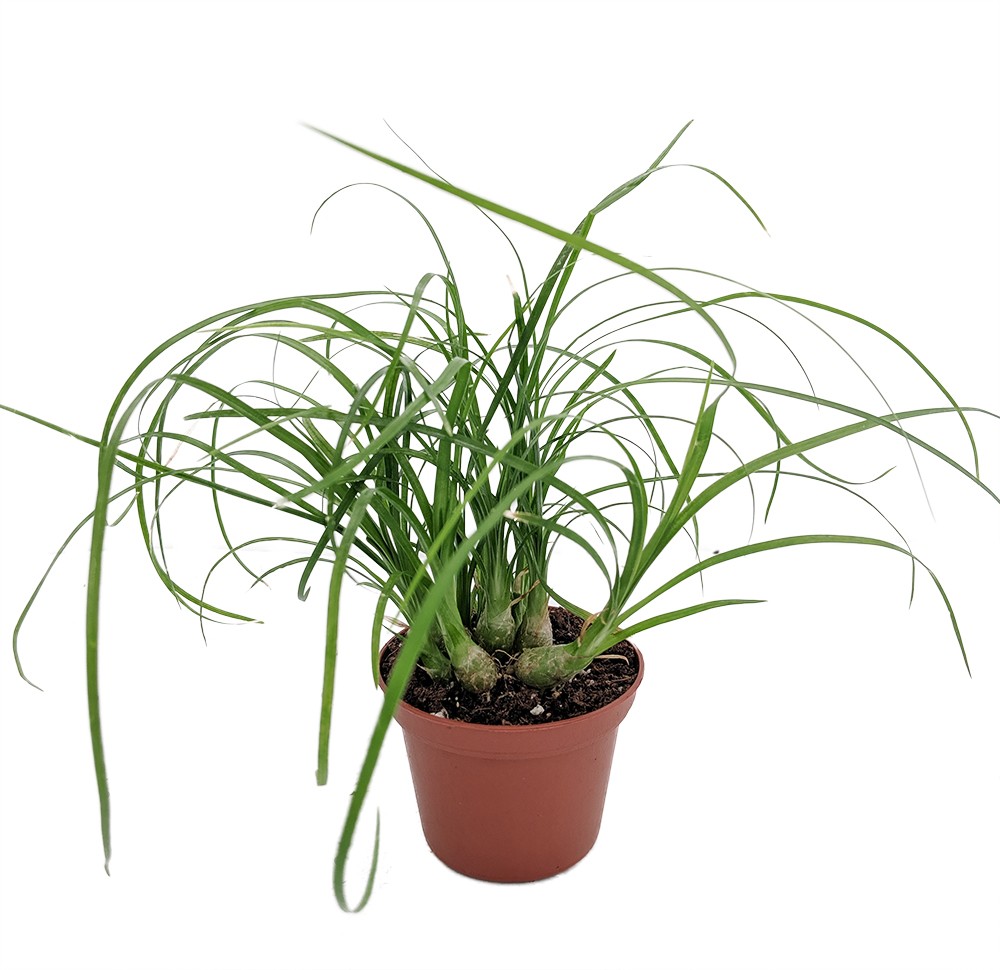 Ponytail Palm – 2.5″ pot – Beaucarnea – Great Indoors!