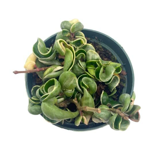 Variegated Hindu Rope, 6 inch, Hoya Compacta Carnosa, Very Rare Limited,