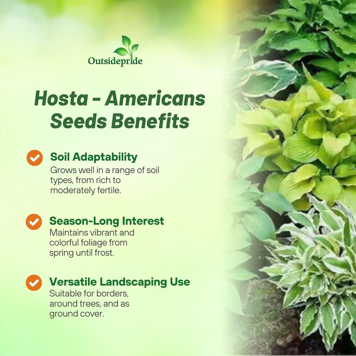 Low Maintenance Hosta Seeds – 50 Pcs. for Shade Gardens with -Round Elegance