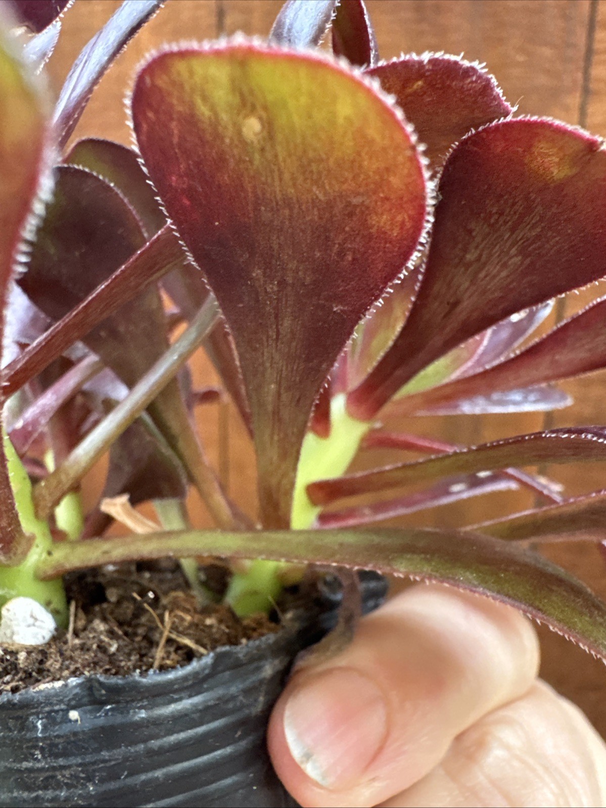 BLACK ROSE Dark Purple Aeonium Succulent
