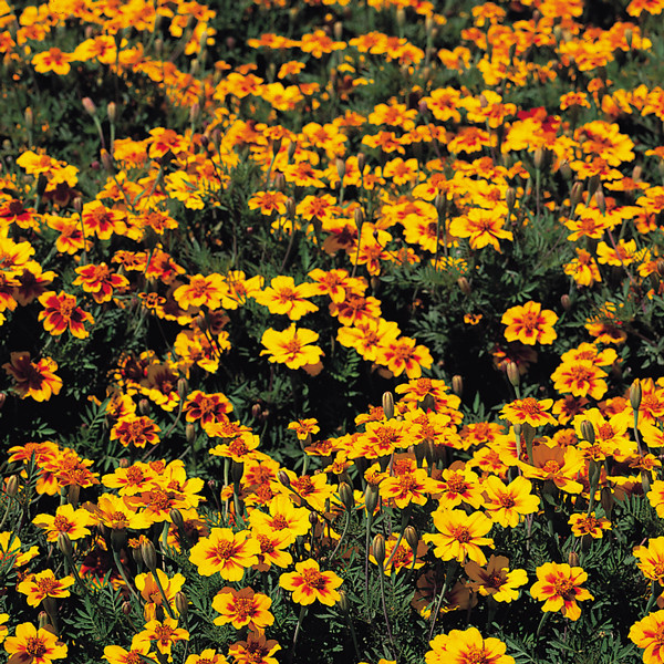 301+Naughty Marietta DWARF FRENCH MARIGOLD Flower Seeds Garden Patio Container