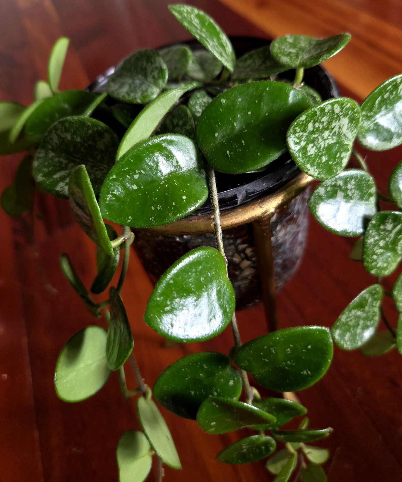 RARE Hoya Splashy Carnosa X Serpens 18″ Long No Monstera Philodendron Anthurium
