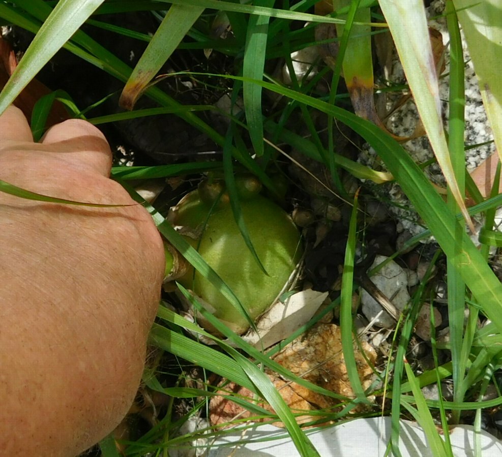 ORNITHOGALUM CAUDATUM PREGNANT ONION BULB