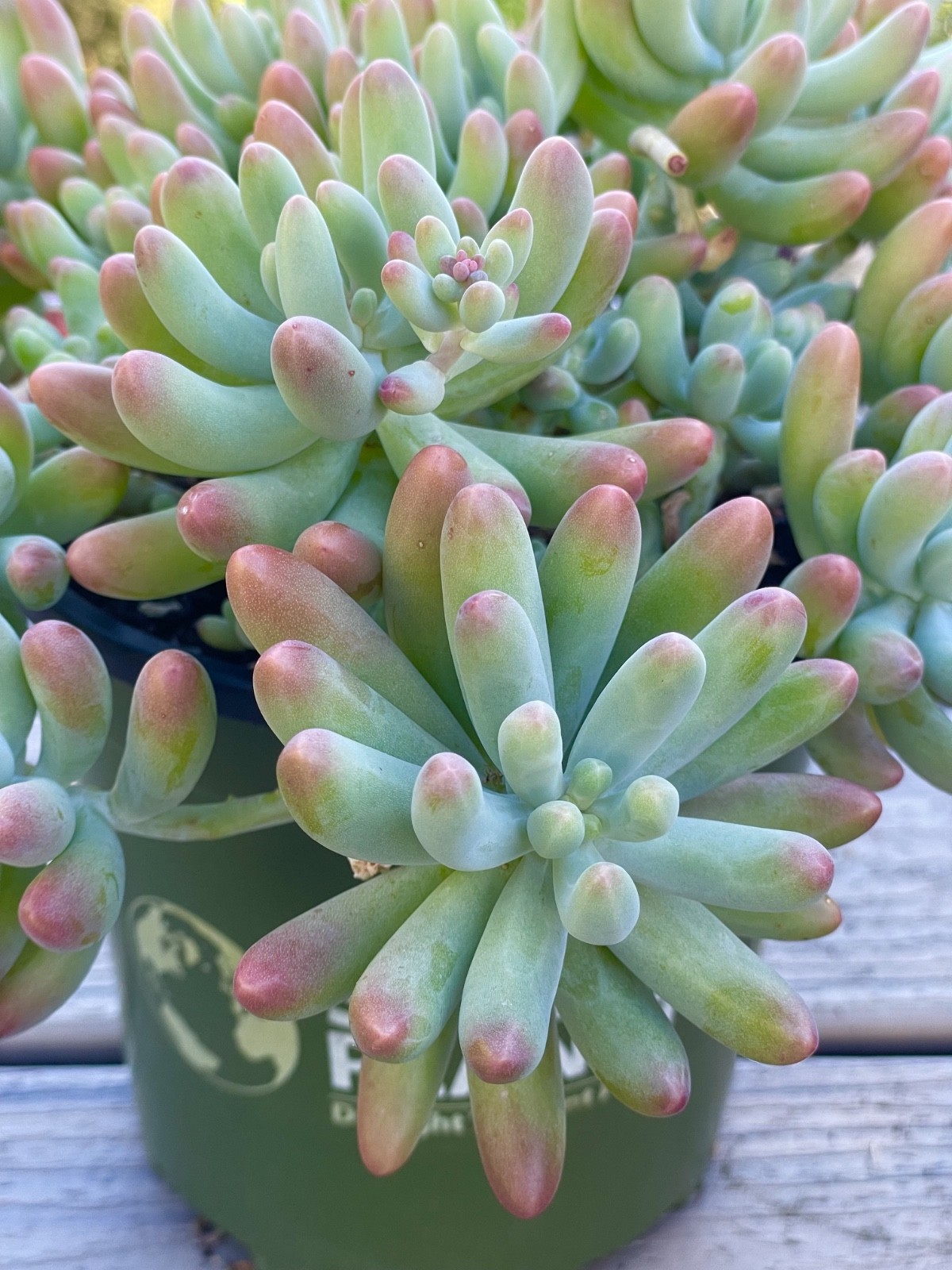 Rare Succulent Sedum Pachyphyllum Live Plant 2-3 Inches Unrooted Cutting