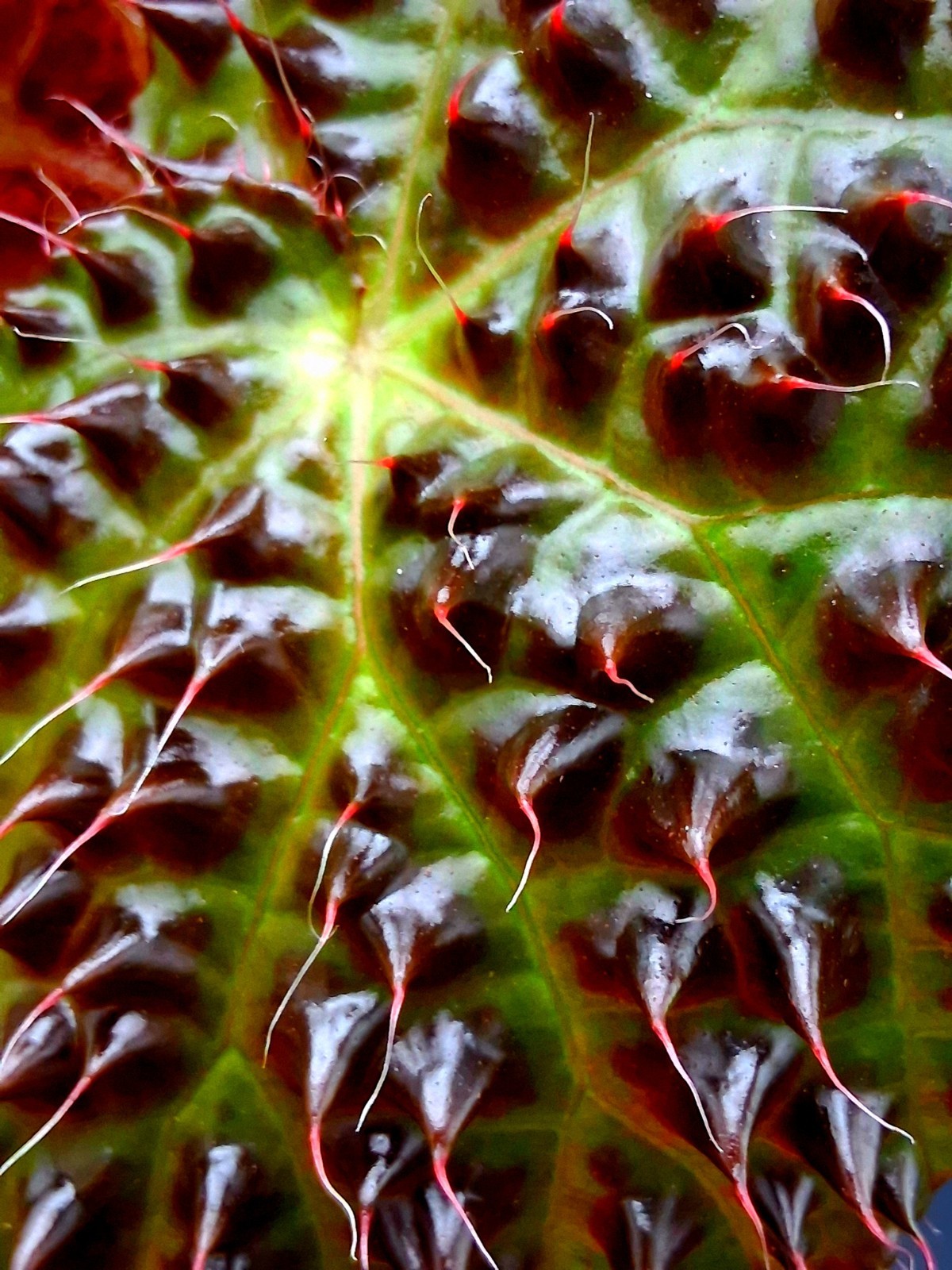 Begonia Melanobullata, Exact Plant!!!!