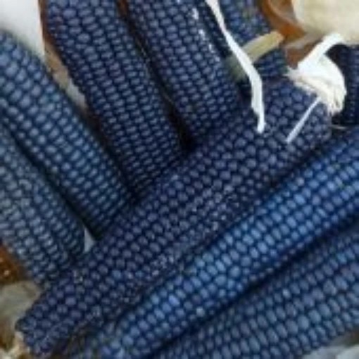 Tlaxcala Cónico Blue MEXICAN HEIRLOOM Corn seeds (1 lb) / TORTILLA CORN / RARE