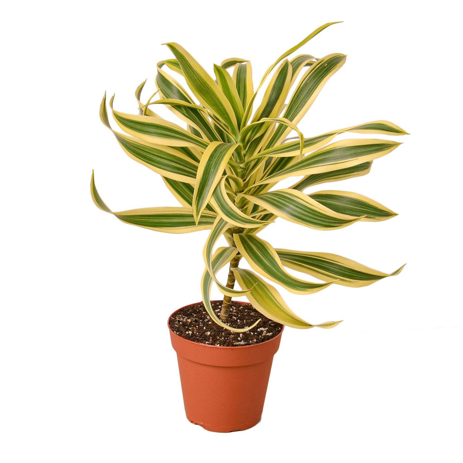 Dracaena ‘Song of India’ | Live Plant for Indoor & Outdoor
