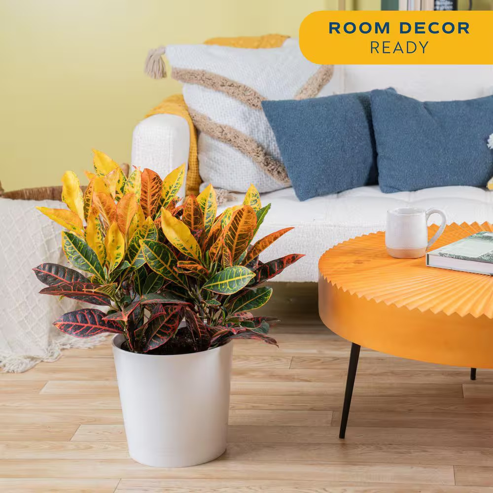 Croton Petra Indoor Plant in 8.75 Decor Planter, Avg. Shipping Height 2-3 Ft. Ta