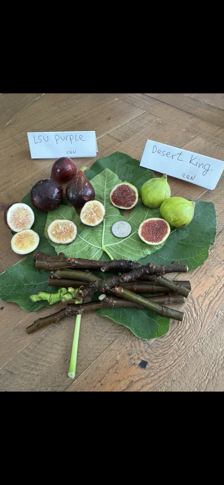 2 Fig Varieties: 3 LSU Purple And 3 Desert King Fig Cuttings For Planting.