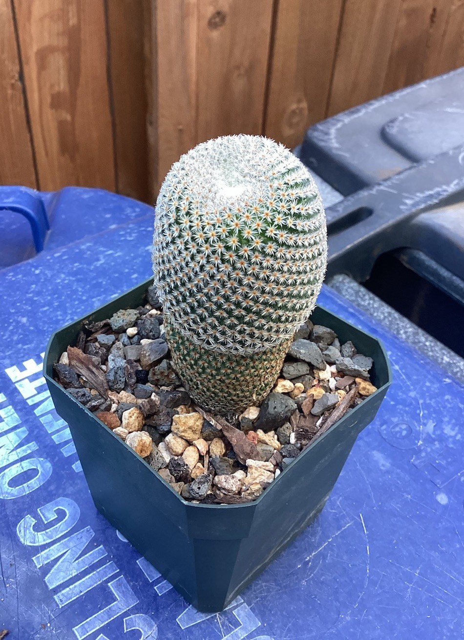 Beautiful-Mammillaria Crucigera RARE!!! Cactus (Own Roots) -Sold Potted As Shown
