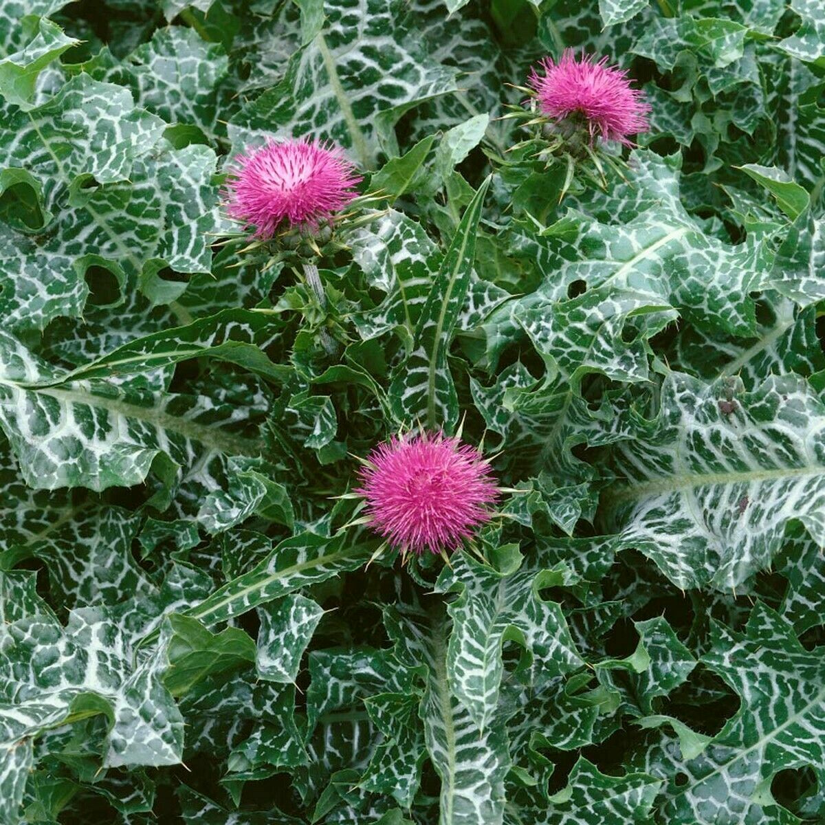 St Mary’s Milk Thistle 60 Seeds-Silybum Marianum Brooklyn Botanical Garden Club!