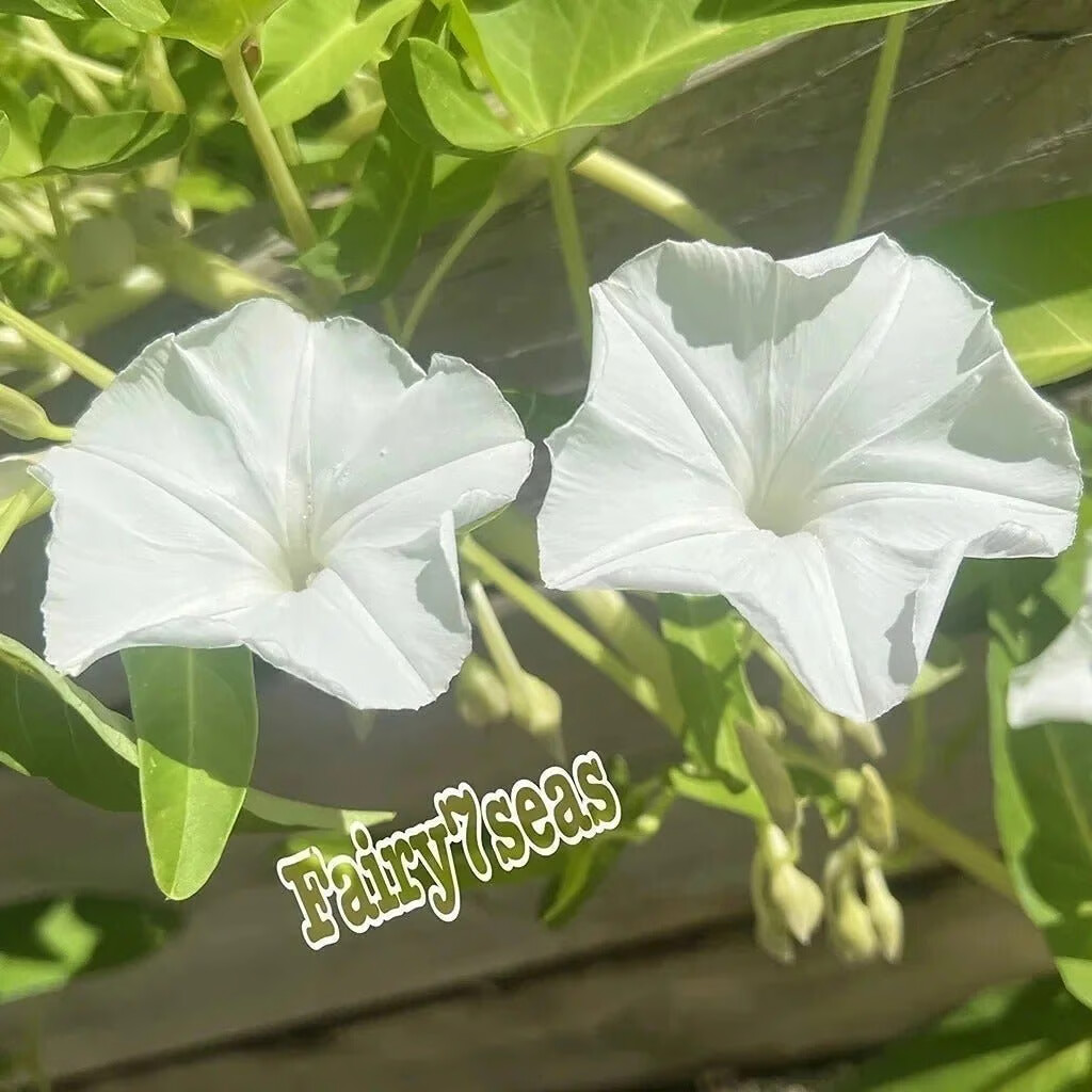 BIG Leaf White Stem Water Spinach Seeds,KongXinCai,ChingQuat,OngChoy,Vegetable