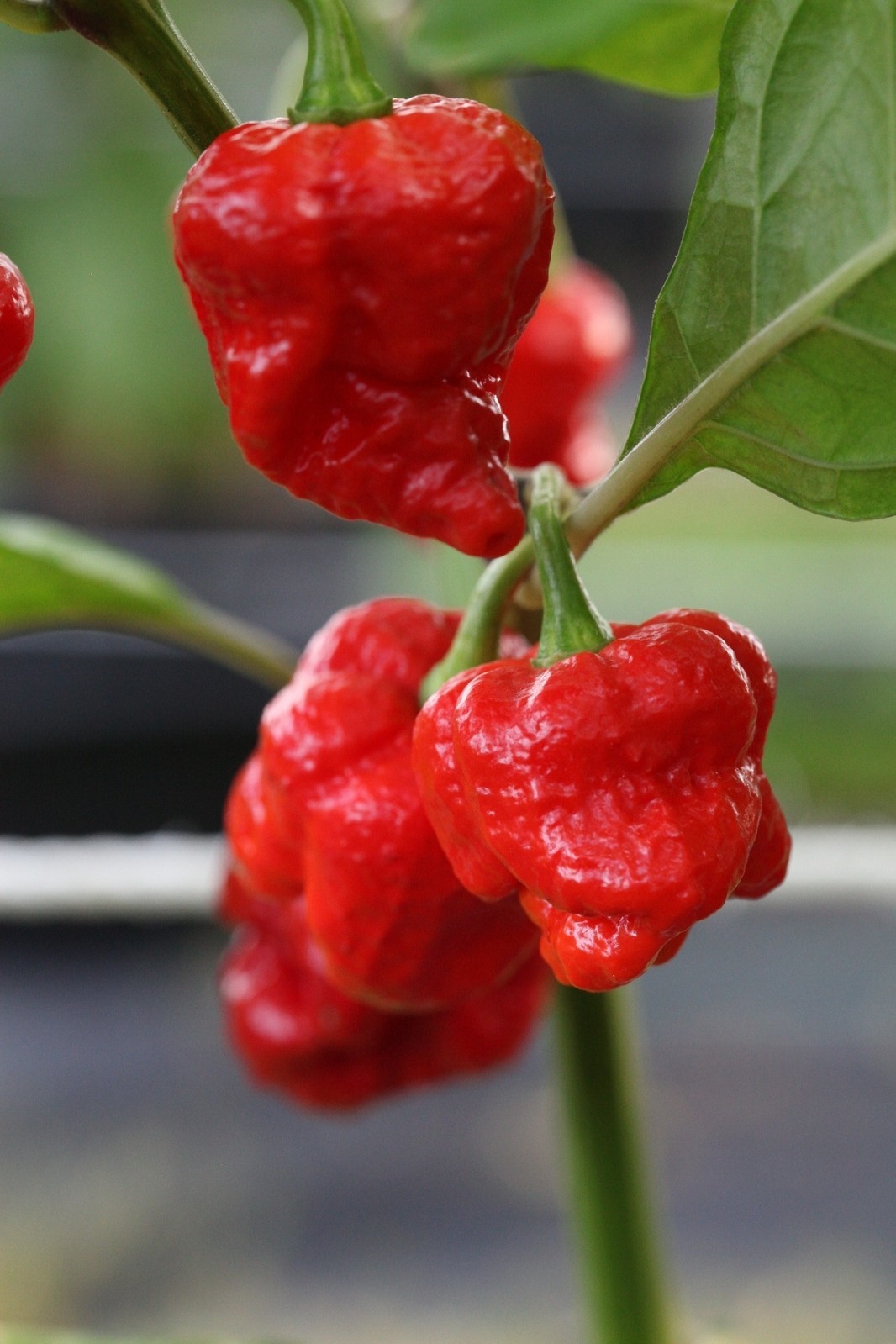 15 Newly Harvested Super-Hot Trinidad Scorpion Red Moruga Pepper Seeds-A 66