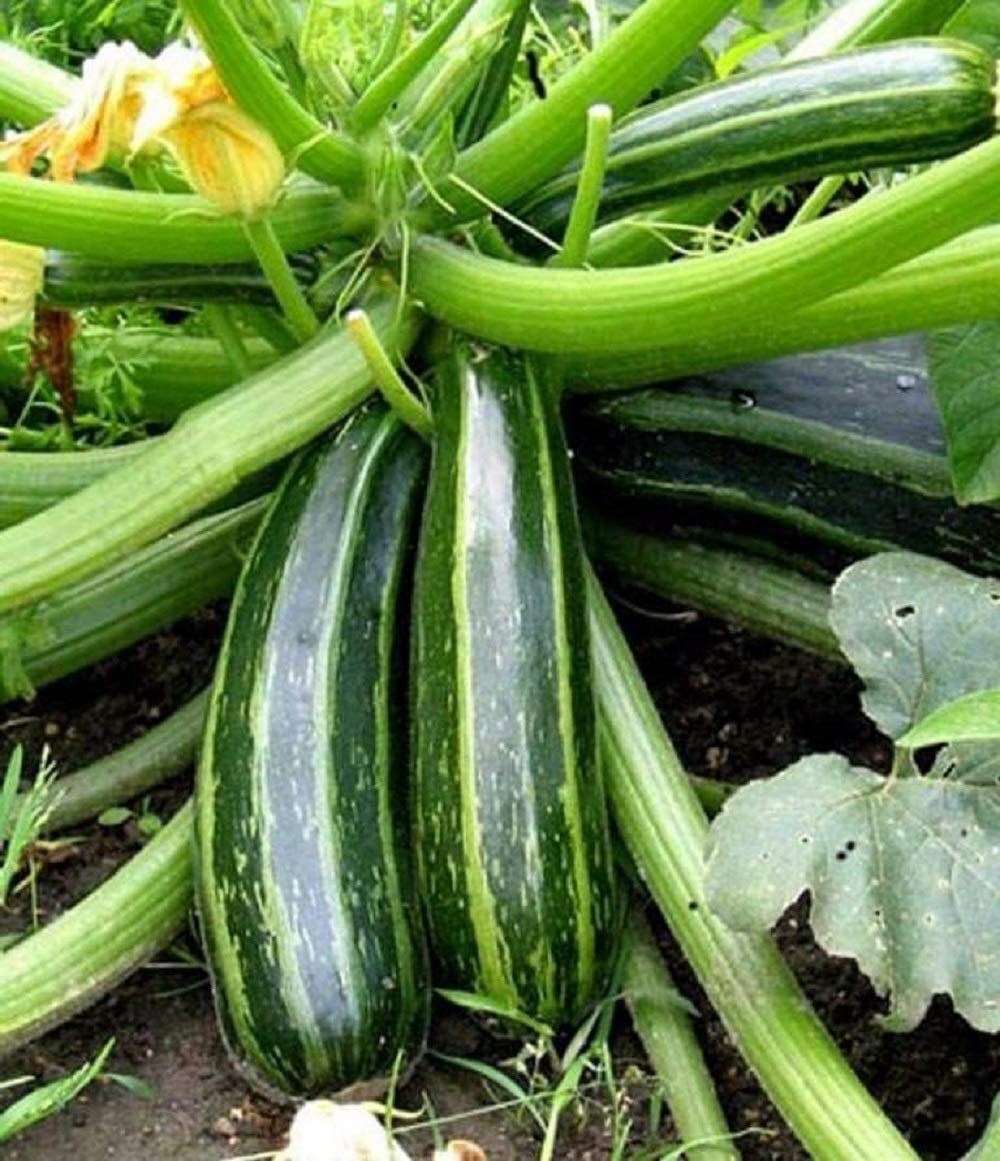 Squash Seeds, Cocozelle Summer Squash Seeds, “COOL BEANS N SPROUTS” Brand