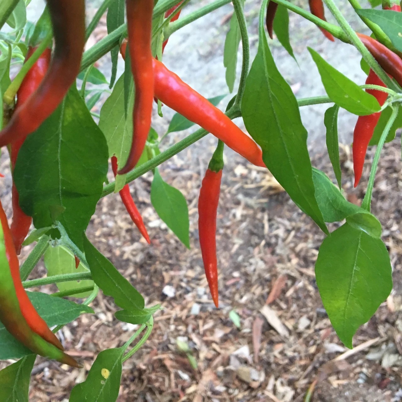 RARE✿ Heirloom Chile de Arbol Hot Pepper 15+ Seeds