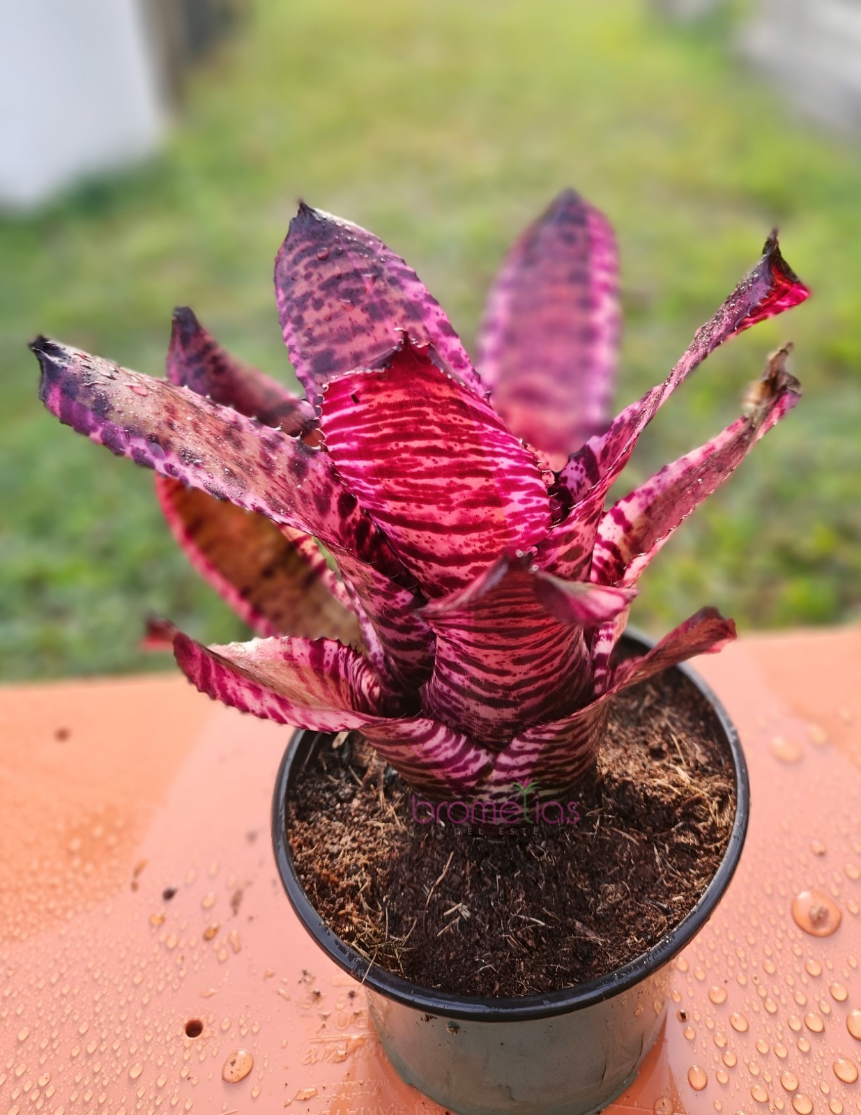 Neoregelia ‘Chaos’ (Skotak 2021) @Bromelias del Este