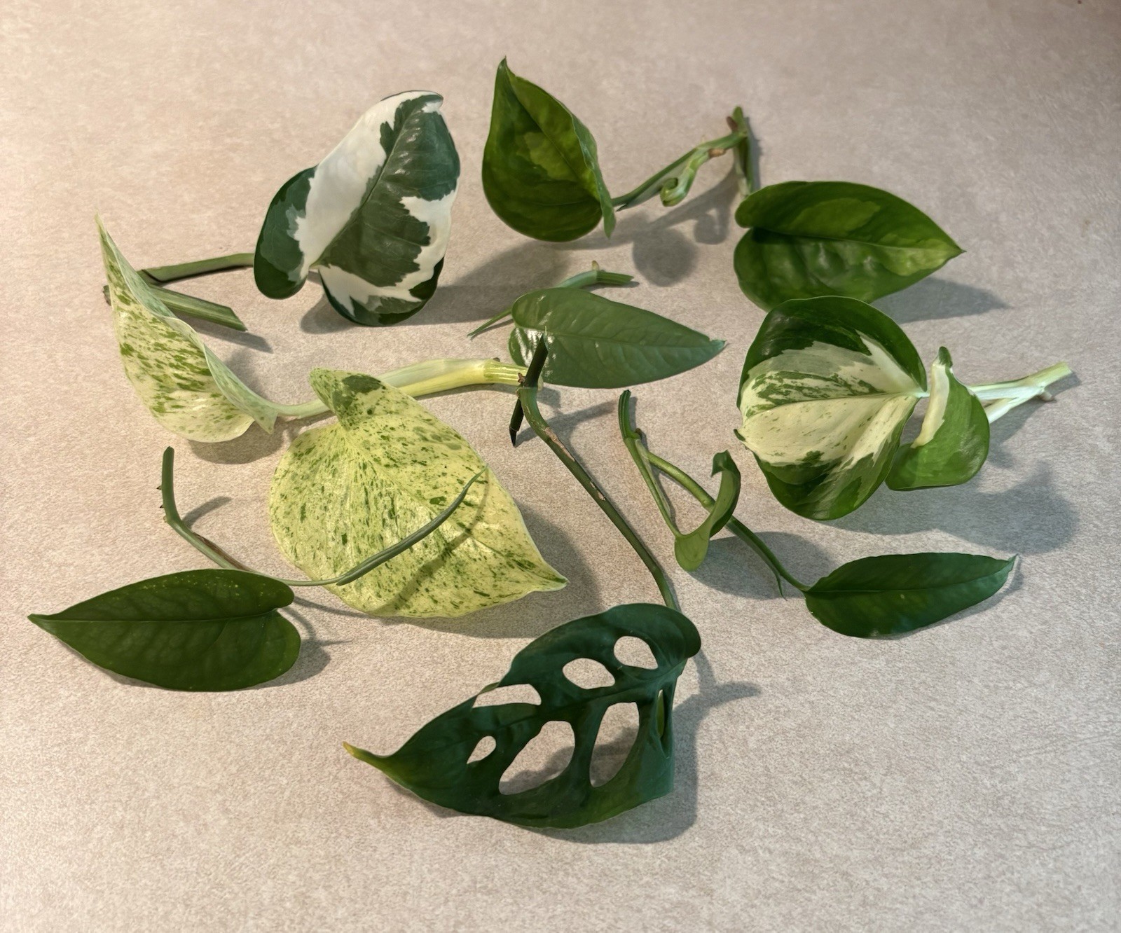 Rare Aroid Node Cuttings! Monstera 🌿 Epipremnum 🍃 Pothos – You Get 8 Types!