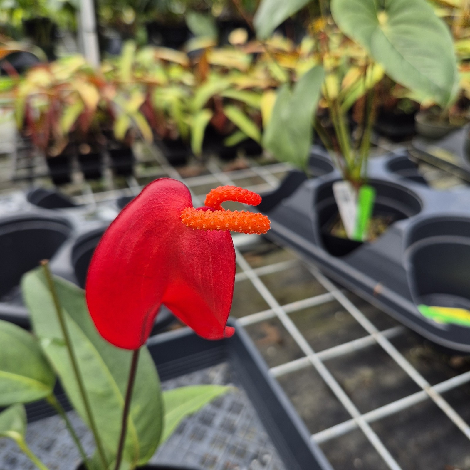 Anthurium Scherzerianum “Pig Tail”, Exact Plant Ships Nationwide