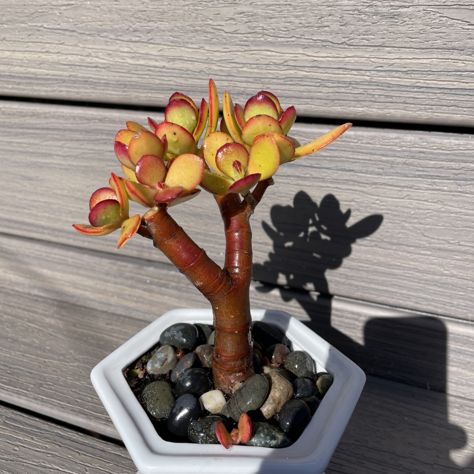 RARE RED AKAI Jade Succulent Crassula Ovata Plant Bare Rooted Bonsai Tree 6-8”