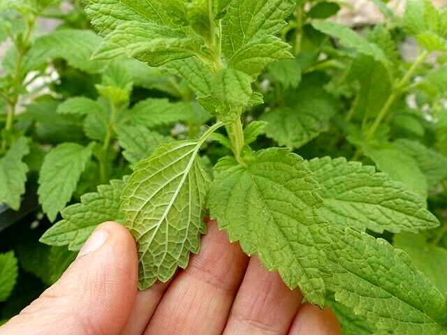LEMON BALM 100 SEEDS, MELISSA OFFICINALIS, HERB, mariesgreengarden
