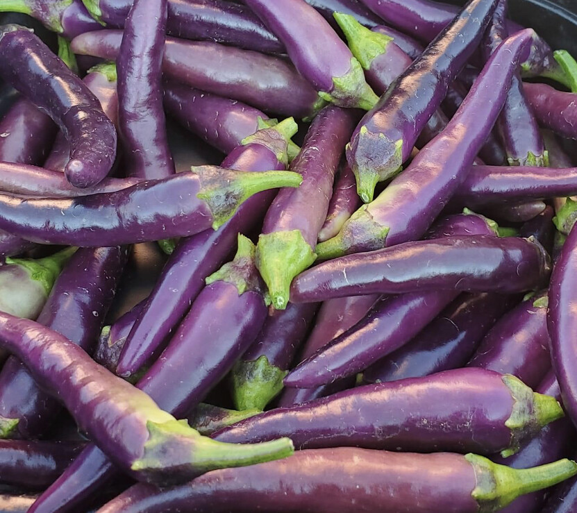Cayenne Pepper Collection | Hot | Seeds