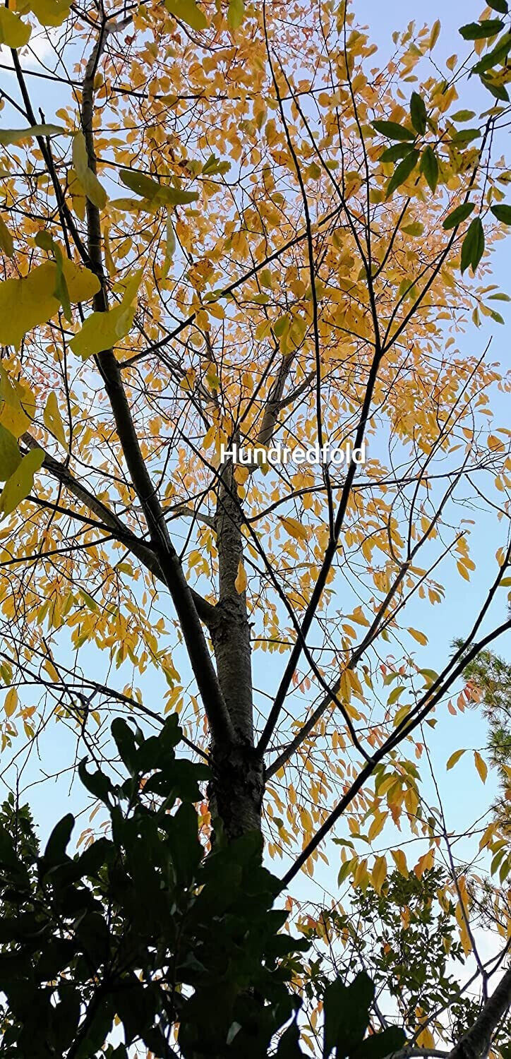 Black Cherry Tree 10 Seeds Prunus serotina Canada Native Wild Black Cherry Rum