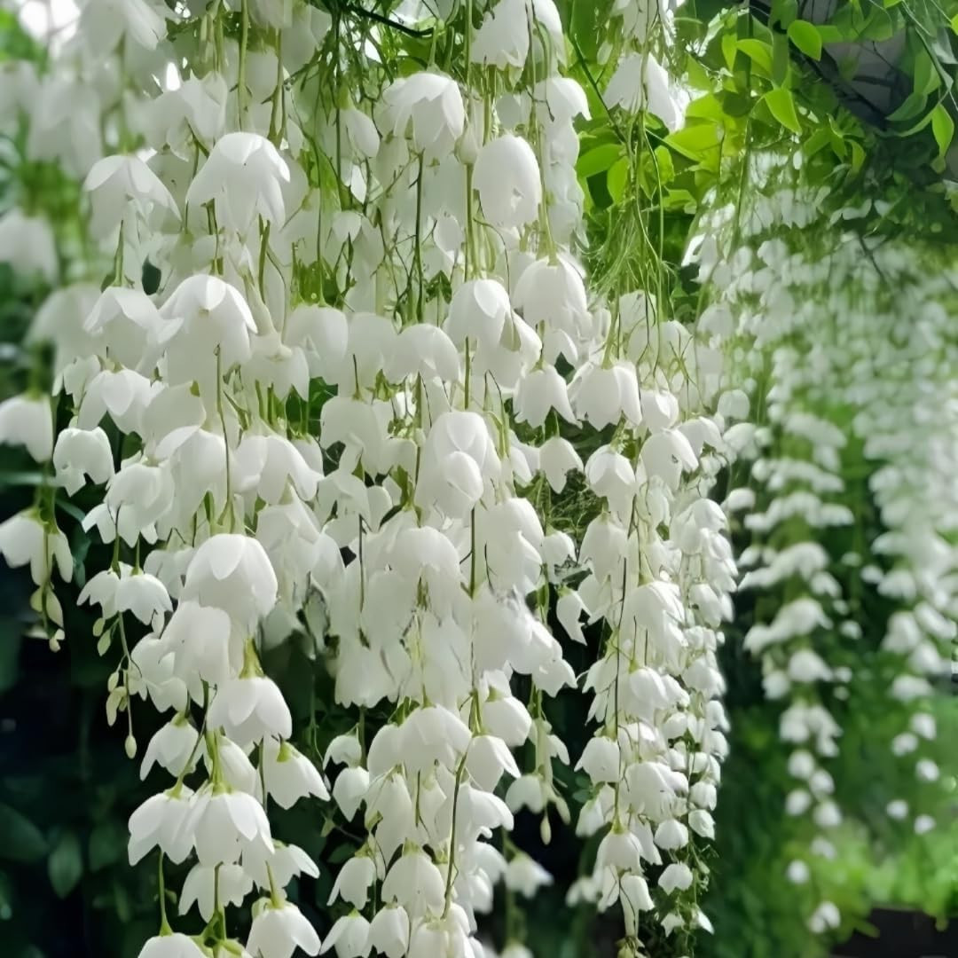 285+ Evergreen Climbing Jasmine Seeds, Perennial Fragrant, Low Maintenance, f…