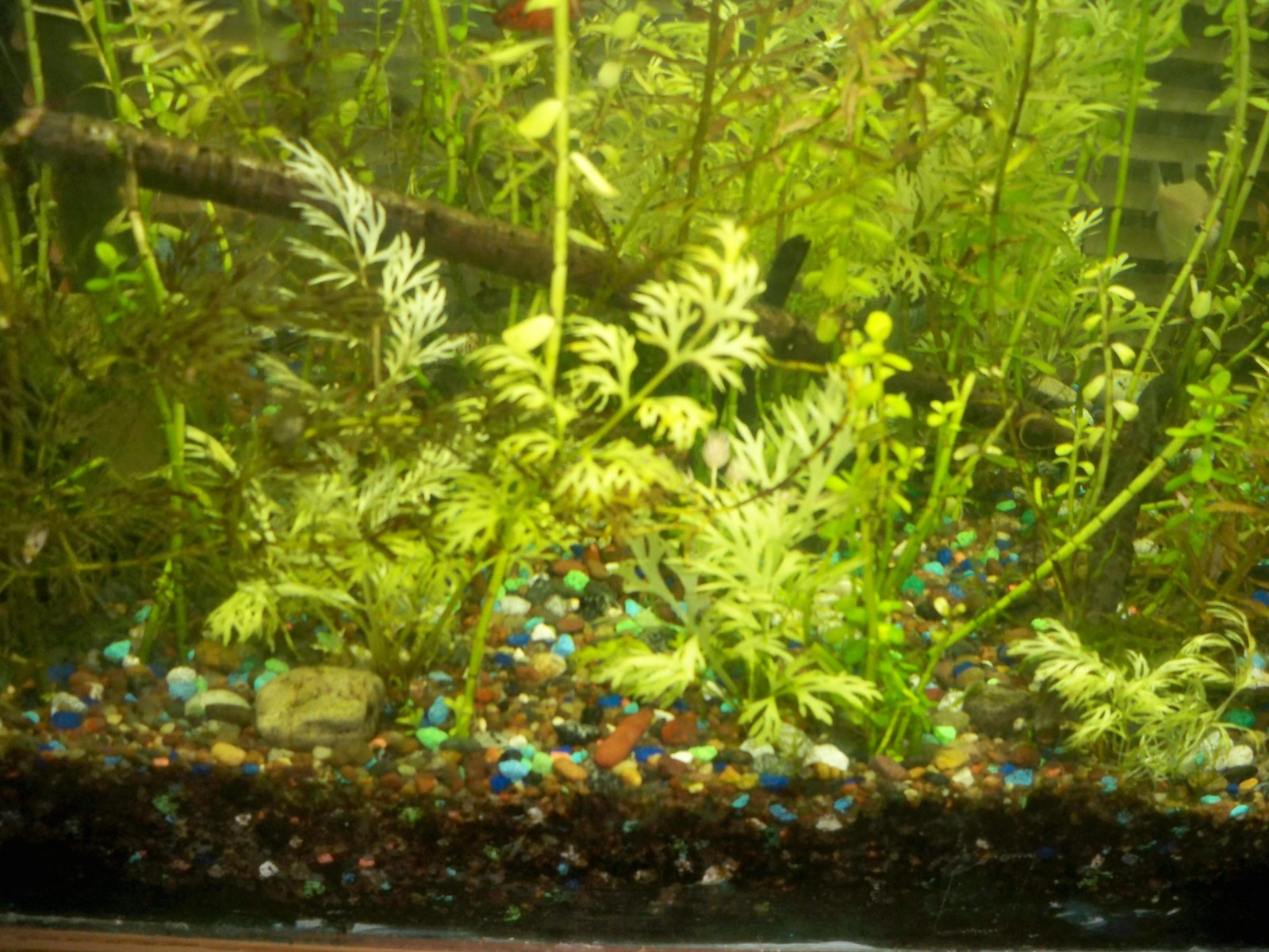 water sprite – 8 to 10 inches long ( with extra pieces
