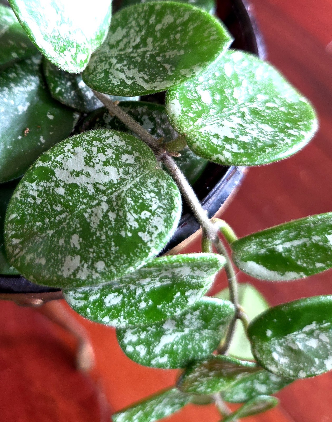 RARE Hoya Splashy Carnosa X Serpens 18″ Long No Monstera Philodendron Anthurium