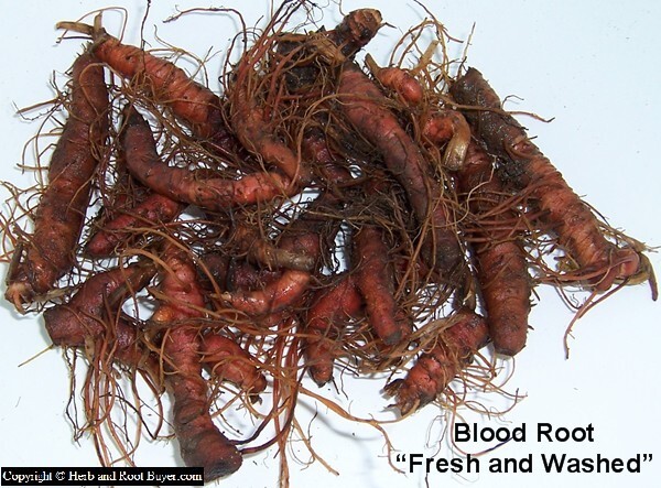 20 Fresh Bloodroot Bare Root Rhizomes – XL Spring 2026 Harvest – Sanguinaria