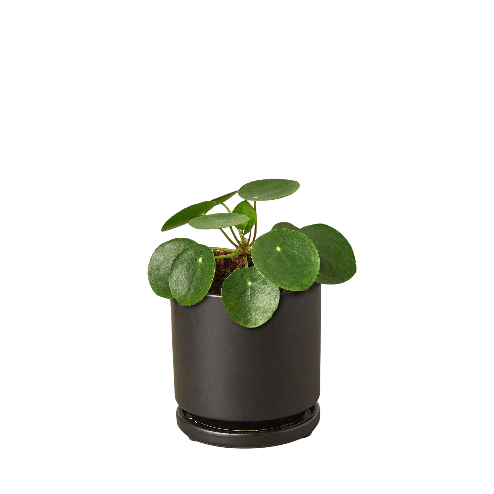 Pilea Peperomioides Chinese Money Plant • Pancake Plant • 4″ or 6″ Pot