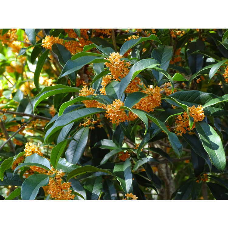 Apricot Echo Orange Tea Olive ( osmanthus ) – Live Plant – ( 2.5 QT )