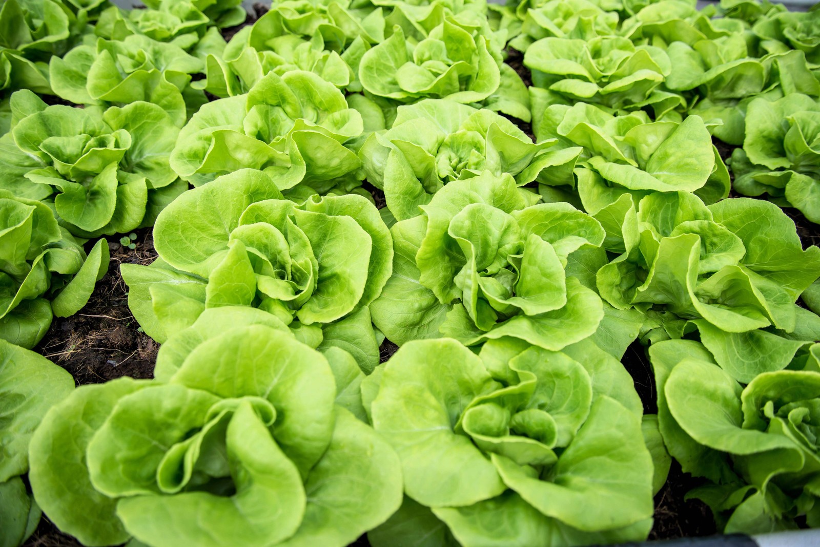 3000 WHITE BOSTON LETTUCE 12″ Green Butterhead Lactuca Sativa Vegetable Seeds